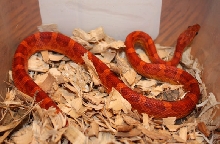 07 Male Hypo Het Bloodred 1B