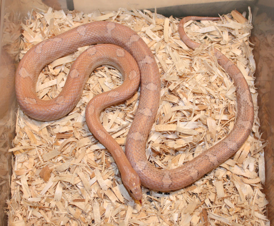 Hypo Motley Lavender Male