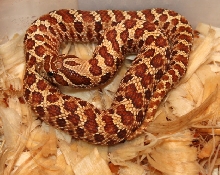 One of four Red x Red