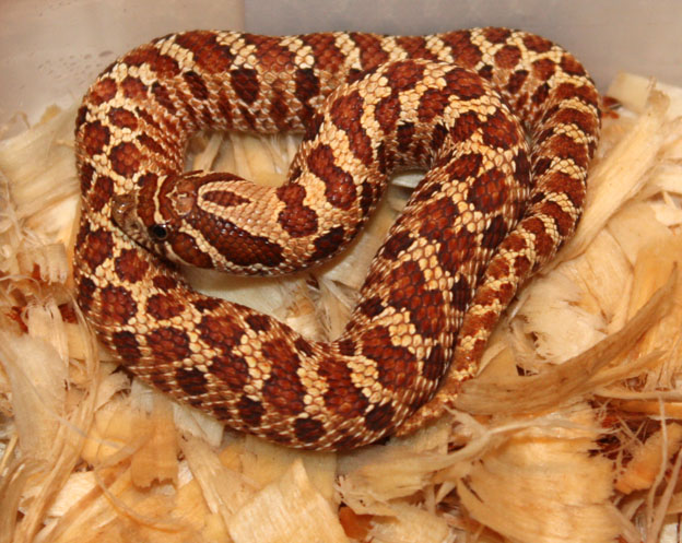 One of four Red x Red