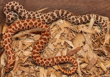 Albino x Red Pair 2