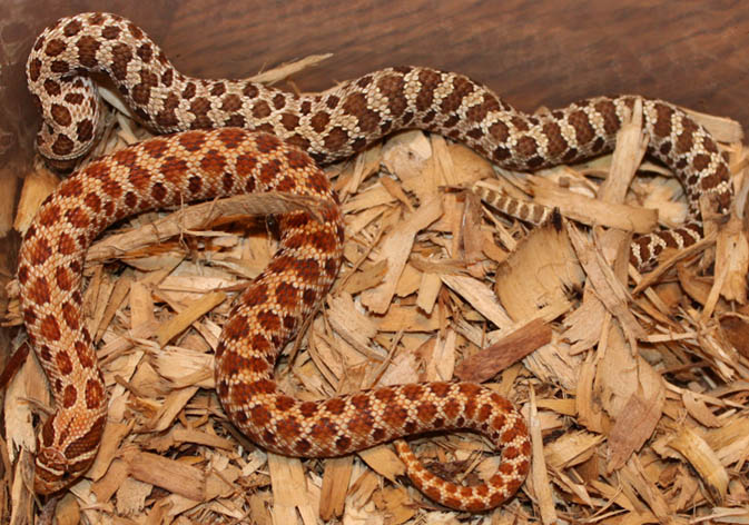 Albino x Red Pair 2