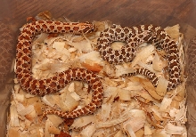 Albino x Red Pair