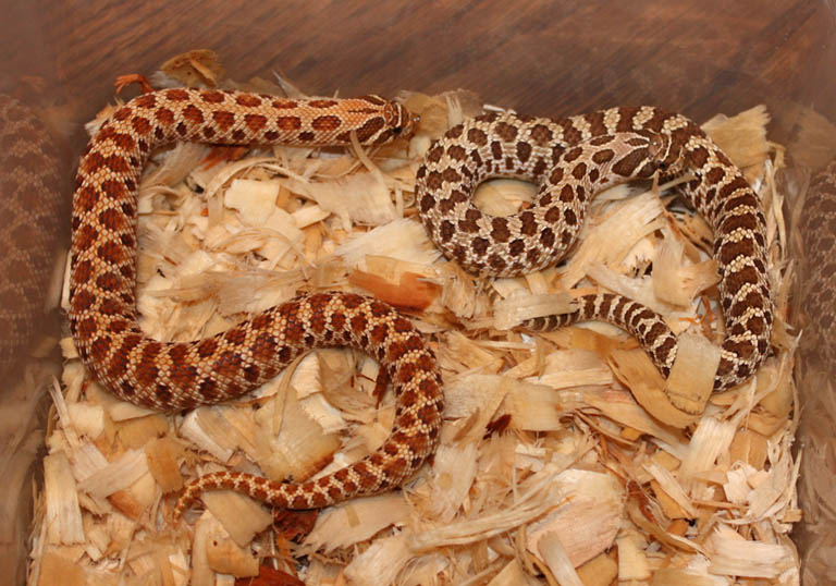 Albino x Red Pair