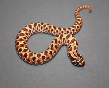 '09 Male Red x Yellow 1A