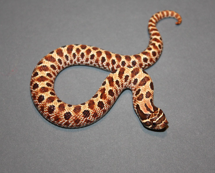 '09 Male Red x Yellow 1A