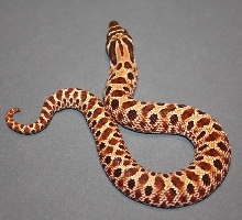 09 Red x Yellow Male 1B
