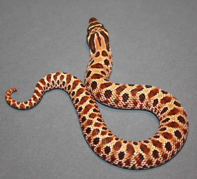 09 Red x Yellow Male 1B