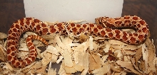 Red Het for Albino 10 27B