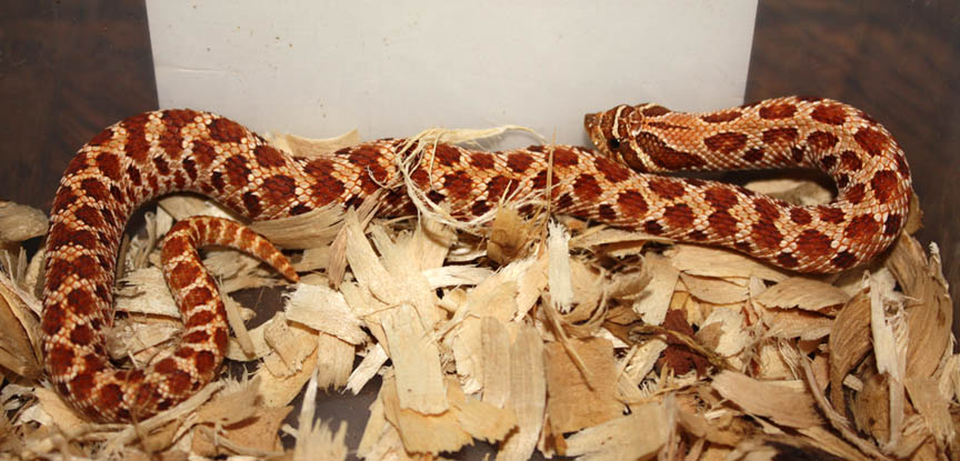Red Het for Albino 10 27B