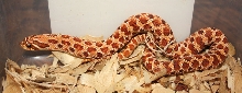 Red Het for Albino 10 27A