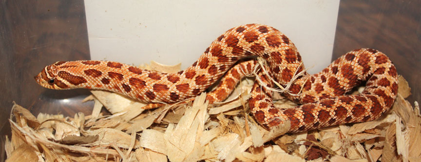Red Het for Albino 10 27A
