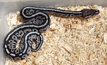 Striped Red Axanthic