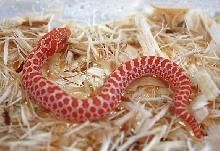 Red Albino Hognose 1