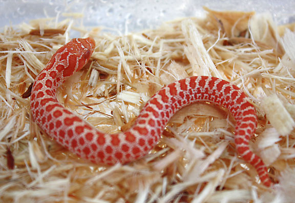 Red Albino Hognose 1
