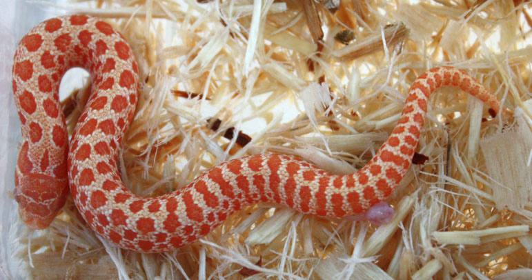 Red Albino Hognose 2