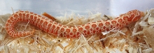 Red Albino Hognose 3