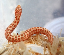 Red Albino Hognose 3B