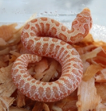 Red Albino Hognose 4