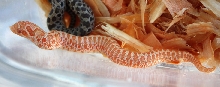 Red Albino Hognose 4B