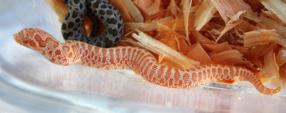 Red Albino Hognose 4B