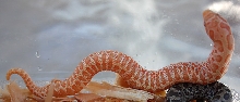 Red Albino Hognose 4C