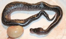 2012 Cinny Cross Hatchling A
