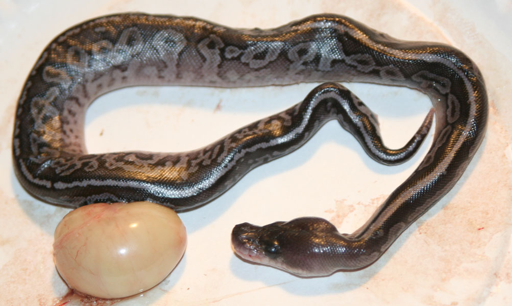 2012 Cinny Cross Hatchling A