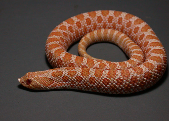 Yearling Male Albino Hognose