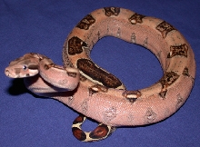Mr Tude as a juvie