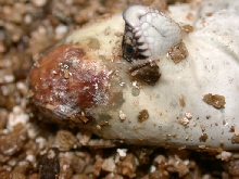 Western Hog hatching from moldy egg