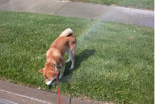 Norman in sprinklers A
