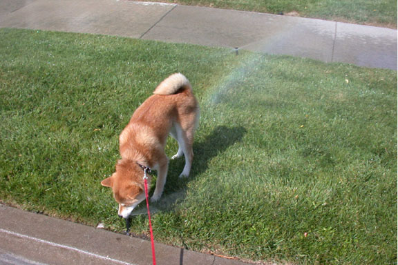 Norman in sprinklers A