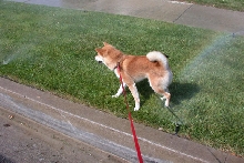 Norman in sprinklers B