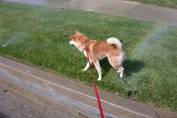 Norman in sprinklers B