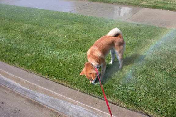 Norman in sprinklers C