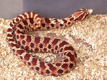 Red Male Western Hognose