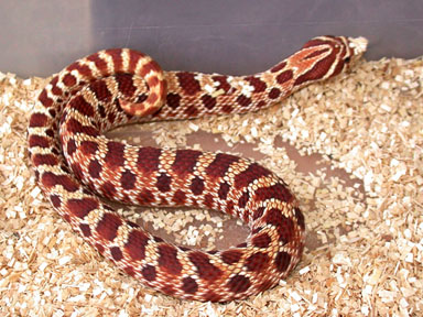 Red Male Western Hognose