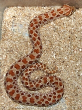 Red x Green Female 1