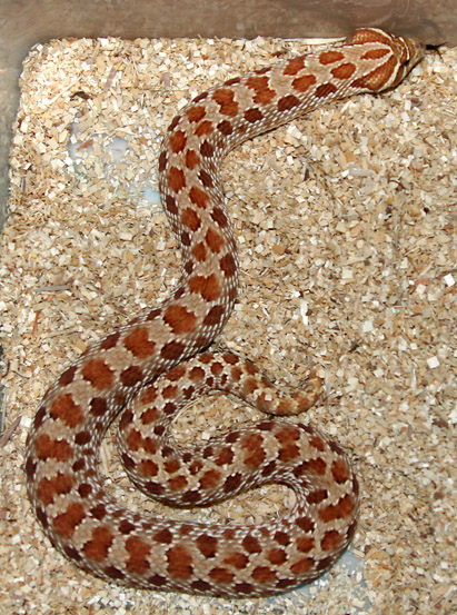 Red x Green Female 1