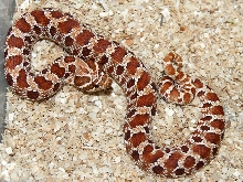 Red x Green Male 1