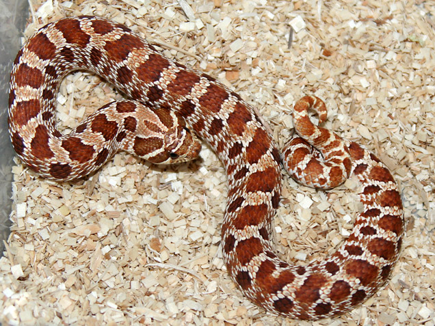 Red x Green Male 1