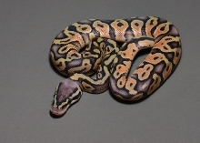 Super Pastel 1 Post Shed