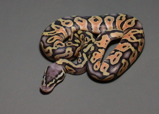 Super Pastel 1 Post Shed