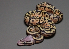 Super Pastel 2 Post Shed
