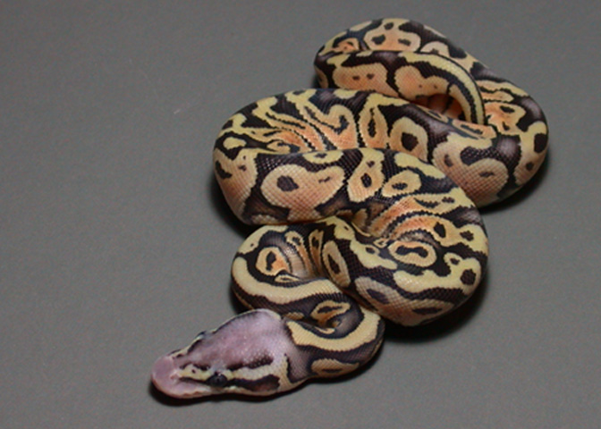 Super Pastel 2 Post Shed