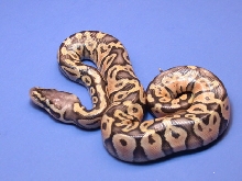 Super Pastel A