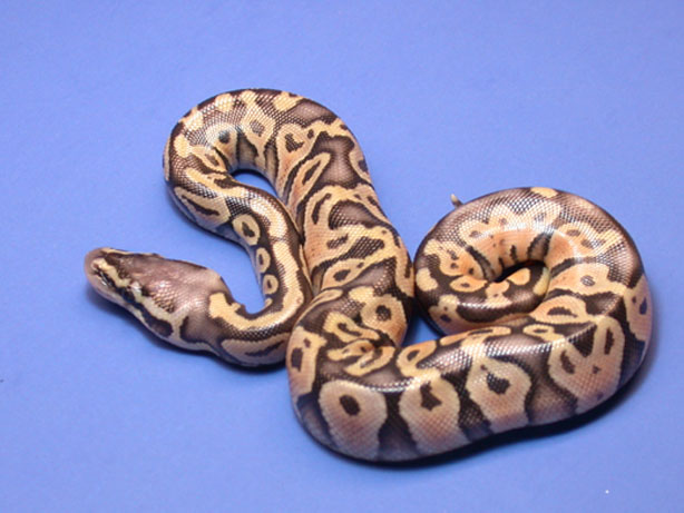 Super Pastel A