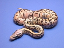 Super Pastel B