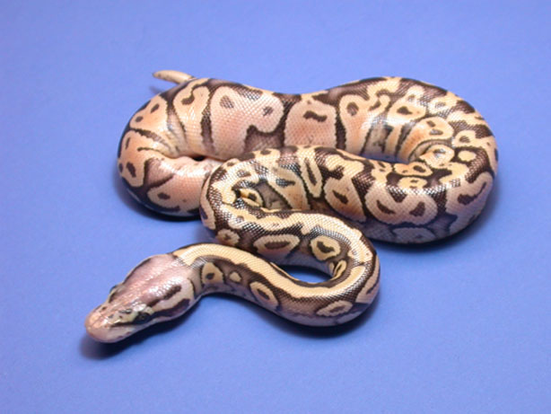Super Pastel B